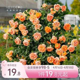 海蒂的花园 月季花苗盆栽玫瑰花果汁阳台花卉阳台爬藤本植物