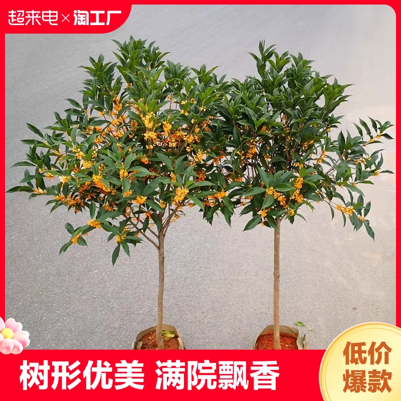 四季桂花树苗金桂丹桂地栽浓香型植物耐寒四季桂绿化阳台客厅庭院