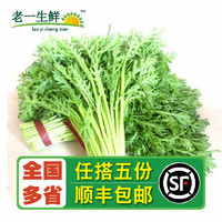 【老一生鲜】新鲜蔬菜新鲜茼蒿 蓬蒿菜 皇帝菜  500g