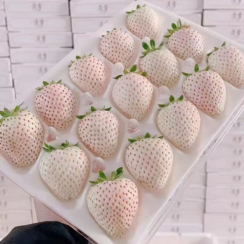 樱鲜山东淡雪草莓白色恋人白草莓礼盒当季新鲜水果产地 500g 30颗 1盒 装+ 筛选淡雪草莓
