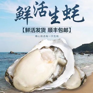 源头直发！ 秒杀！ 乳山生蚝 3XL牡蛎 5.5斤装 （带官方溯源防伪标识、死蚝包赔）