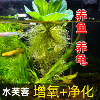 凯希慕 浮萍水草水芙蓉养鱼龟缸造景装饰水培植物水葫芦水草池塘净化水质