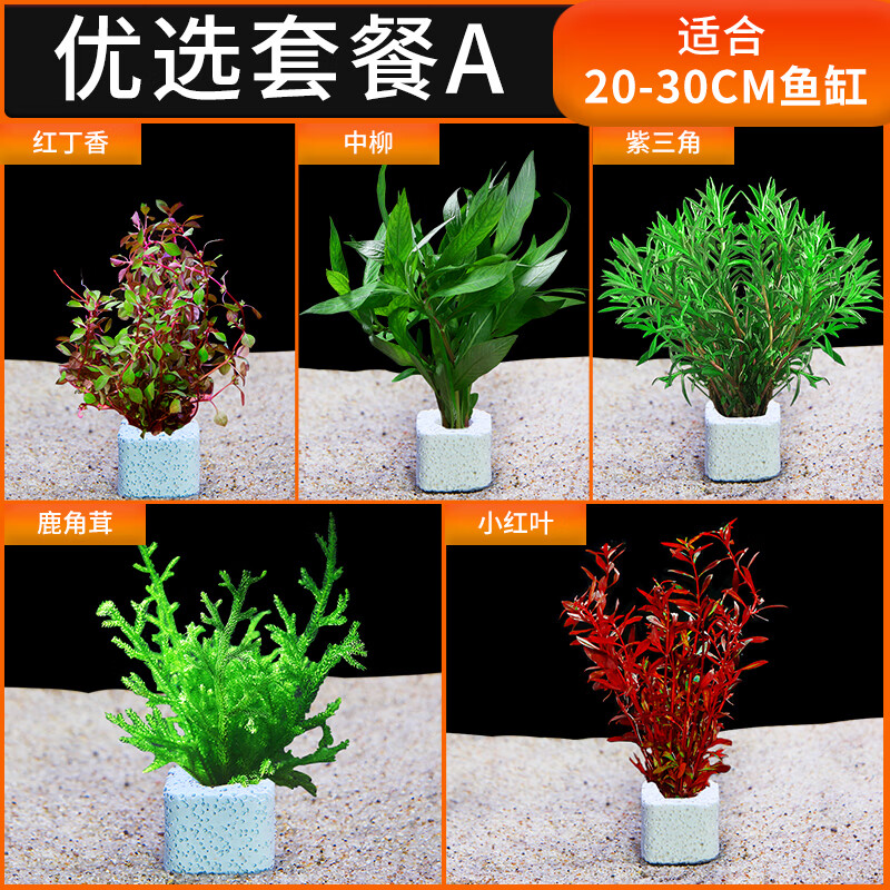 哪种水草净化水质效果最好 6622fcdae4c8d953.jpg