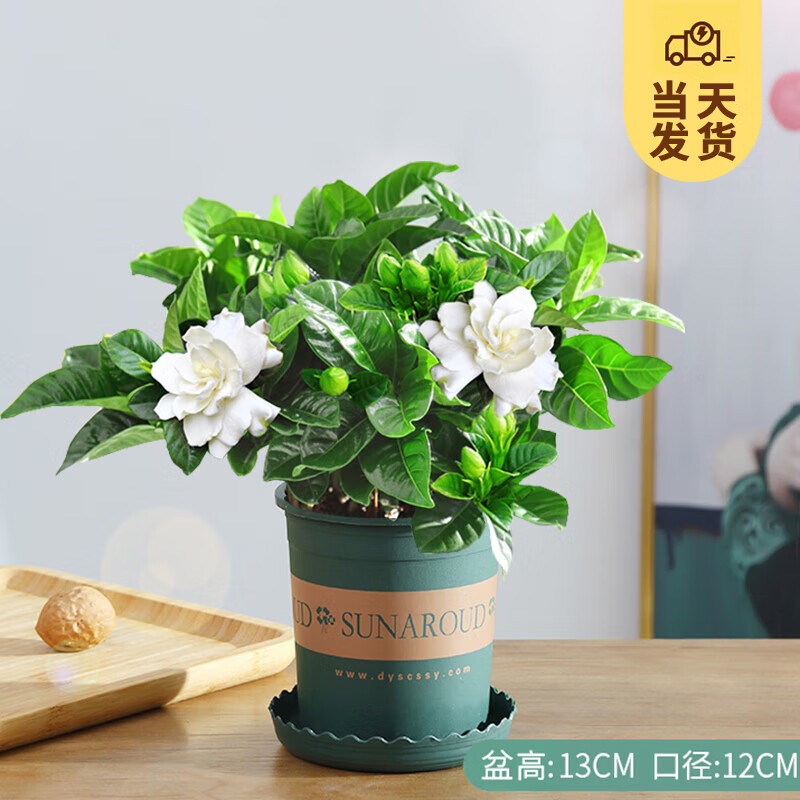 开时果 栀子花盆栽浓香型（带花苞）花卉植物四季好养阳台绿植盆景 加仑盆【90#栀子花-暂无花苞】