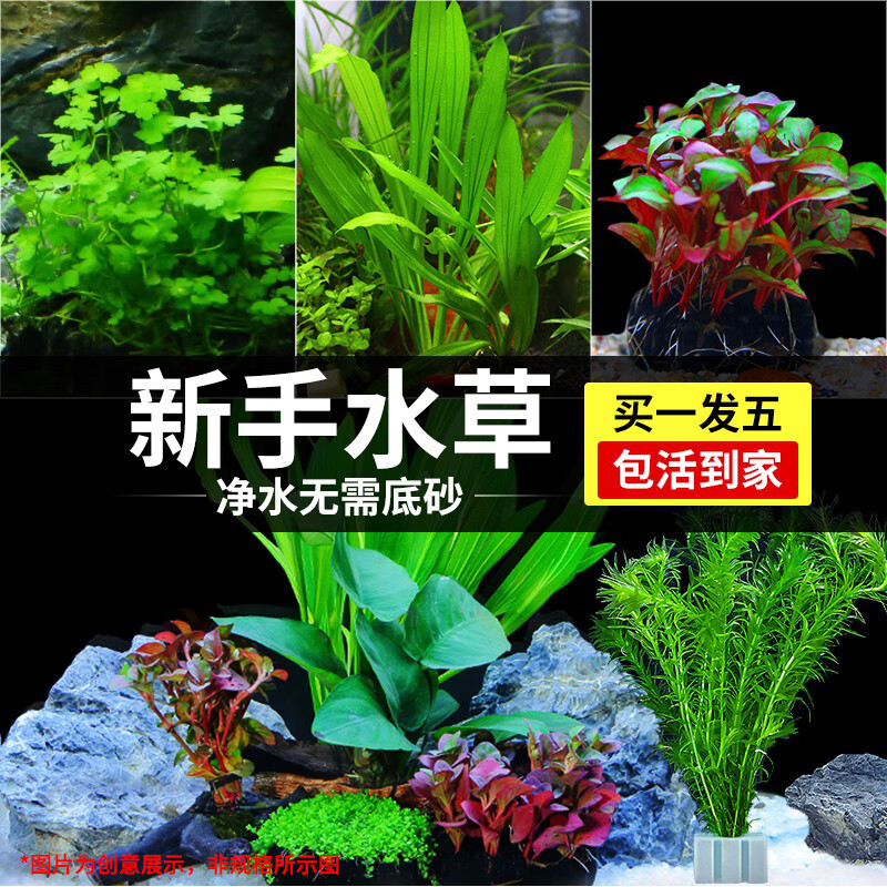 CRAZY PLANT水草套餐 鱼缸造景 懒人直接入缸真水草阴性水草 小九冠-发五颗