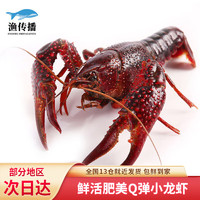 渔传播【活鲜】鲜活小龙虾 约4-6钱/只 1.5kg 龙虾生鲜虾类活虾包鲜到家