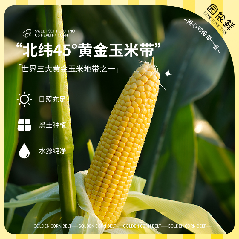 头茬鲜食玉米250g*10根真空东北新鲜甜糯玉米粗粮苞米