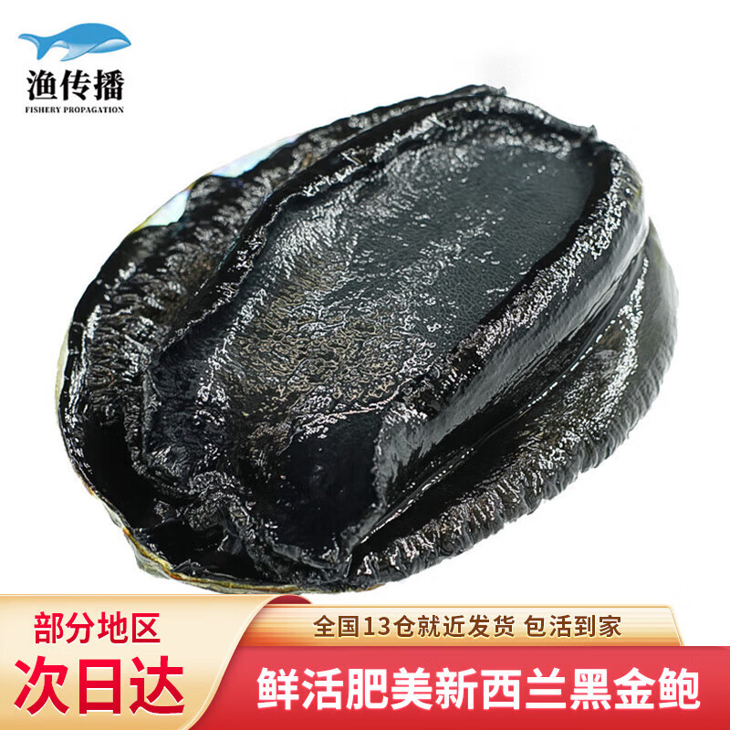 渔传播【活鲜】新西兰鲜活黑金鲍 450-550g 1头大鲍鱼贝类刺身整只