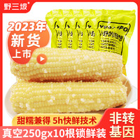 野三坡 23年新鲜采摘黄糯玉米白糯玉米10棒真空粘糯玉米苞米旗舰店