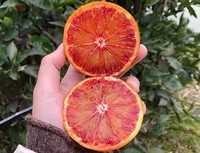冰茜 塔罗科 南溪血橙 净重8斤（14-20个）