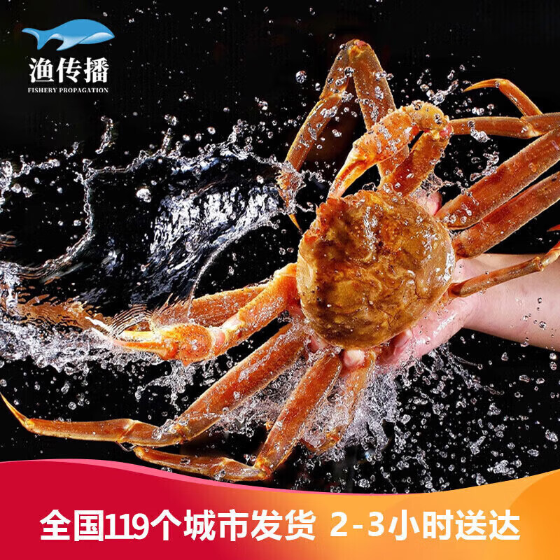渔传播 同城速配 鲜活松叶蟹板蟹长脚蟹大螃蟹1.6-1.8斤/只
