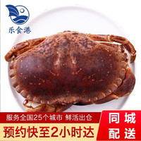 乐食港 鲜活面包蟹螃蟹1.8-2斤/1只爱尔兰海鲜水产 900-1000g/1只