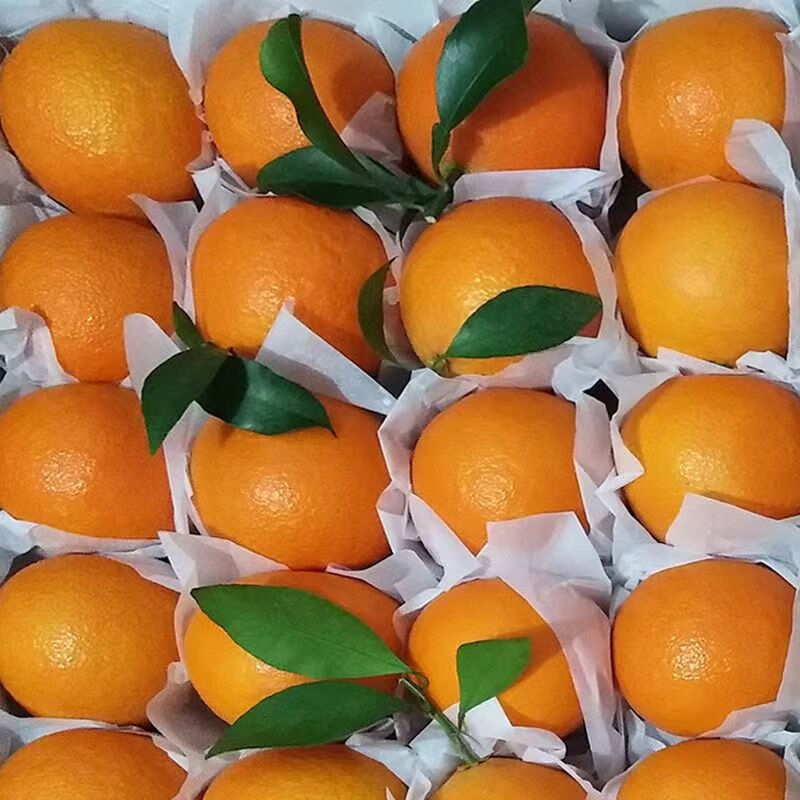 黄花地眉山青见果冻橙手剥柑桔橙子当季水果 净重8斤  24个 青见果冻橙
