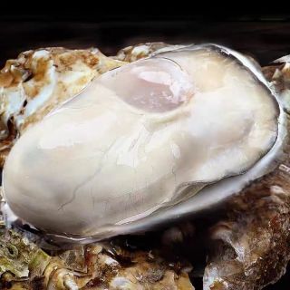 死生蚝是什么样 6638afc8ccabc9625.jpg_d320.jpg