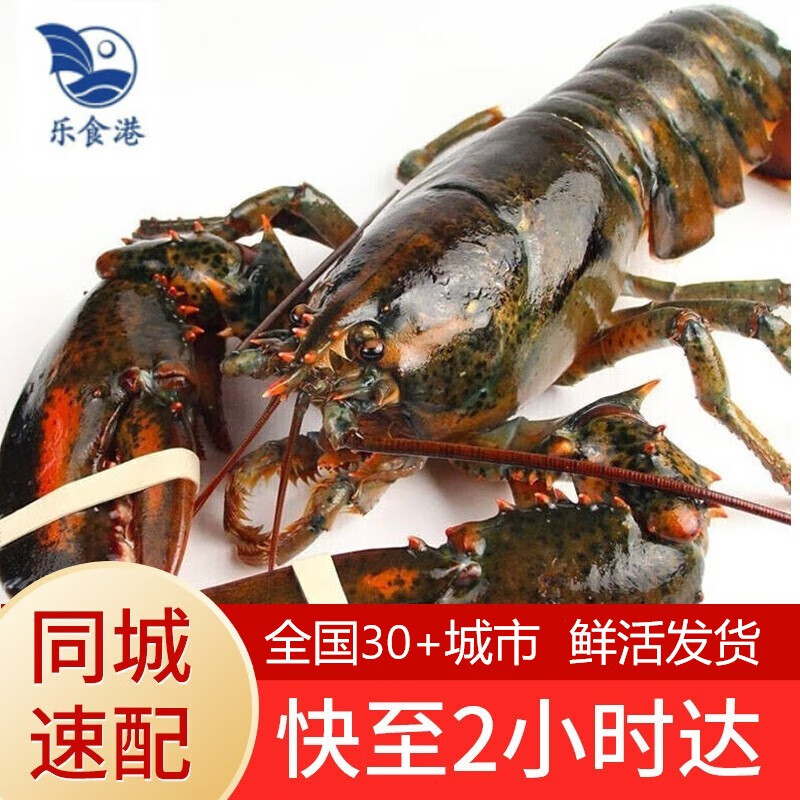 乐食港【活鲜】鲜活波士顿大龙虾波龙 海鲜水产2.8-3.1斤/1只