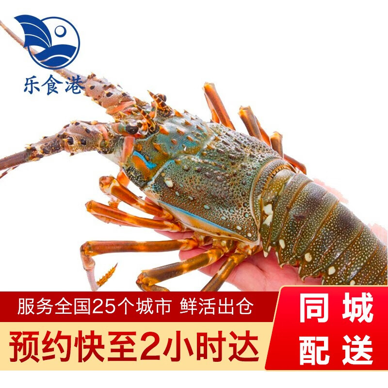 乐食港鲜活小青龙活虾青龙虾仔（5-6两/4只）海鲜水产