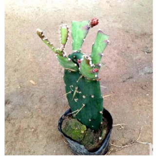 几月份嫁接蟹爪莲 66399f9e20fe57398.jpg_d320.jpg