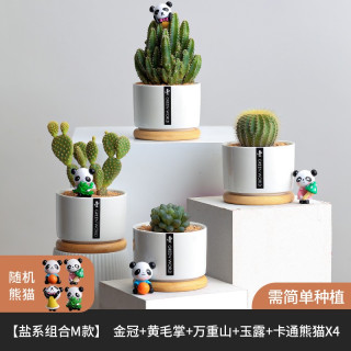 室内绿植推荐小盆景 6639a0f366dce1584.jpg_d320.jpg