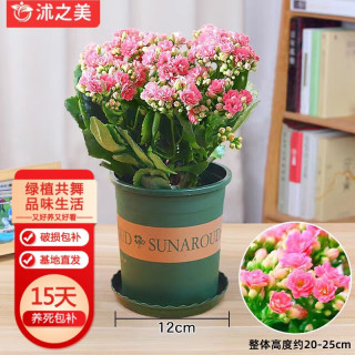 盆栽花卉绿植热门 663b9429b56555760.jpg_d320.jpg