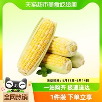 88VIP：綠鮮集 云南金銀水果玉米新鮮蔬菜生吃甜玉米棒子苞谷米農村現摘甜糯玉米