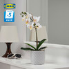IKEA 宜家 FEJKA菲卡人造盆栽植物北歐仿真植物假樹綠植盆栽擺件