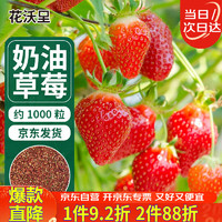 花沃里 奶油紅草莓種子1000粒 蔬菜種子四季草莓苗陽臺盆栽室內庭院田間