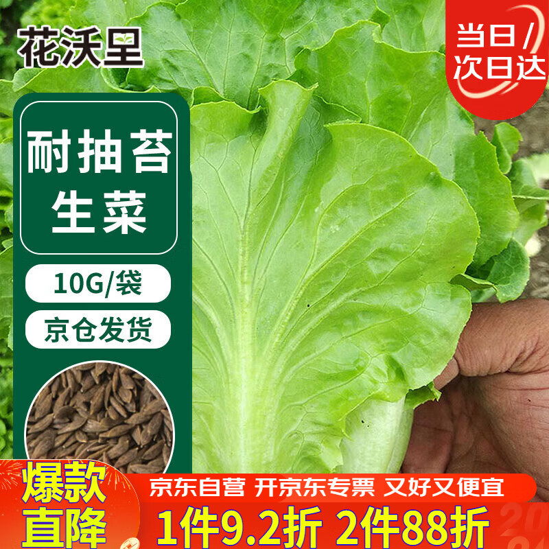 花沃里意大利耐抽苔生菜10g约5000粒 蔬菜种子四季全年生菜阳台庭院田间