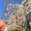 賢鵑 貝殼收納盒亞克力透明微型石頭海邊標本相框展示收藏昆蟲收集盒子