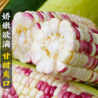 廣西花糯玉米新鮮現摘帶皮生的軟糯香爆漿10斤甜玉米棒子苞谷當季