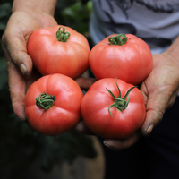 沙瓤西紅柿3斤，當季新鮮番茄品質甄選沙瓤水果蔬菜