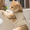 Huan Chong 歡寵網 貓咪牽引繩貓繩寵物防掙脫可調松緊背心式專用溜遛貓繩子外出用品