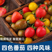 百億補貼：澳農卡 圣女果新鮮小番茄西紅柿迷彩黃青口蜜2斤