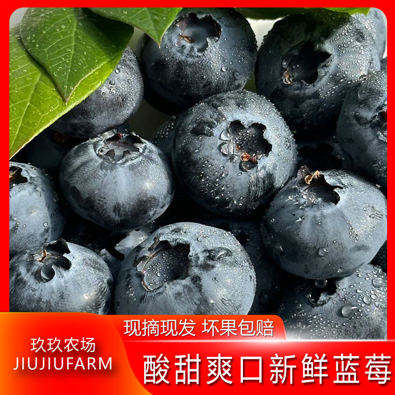 【】丹东蓝莓现摘新鲜宝宝蓝莓当季酸甜一整箱4/6/8盒