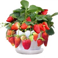 億柏 奶油草莓苗盆栽帶盆帶土種籽子可食用紅顏四季結果陽臺種植新苗秧