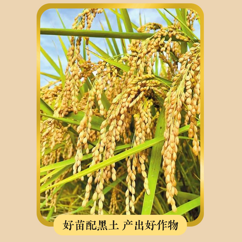 当年当季新米东北五常长粒香5斤大米黑龙江真空稻花香2号10斤