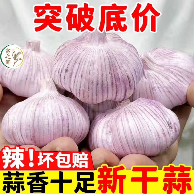 金乡大蒜 新鲜干大蒜头5斤装蒜籽2024当季蔬菜紫皮特大10斤