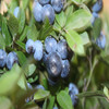 美外 種苗藍莓樹苗 當年結果盆栽地栽果樹苗 藍莓樹苗 藍莓苗 南北方種 美登 2年苗