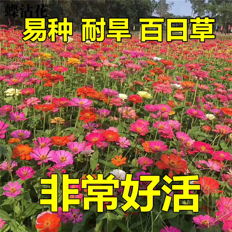 蝶沾花花种子四季种易活百日草室外花籽耐旱花卉百日菊庭院阳台盆栽花草 【混色百日草】1000粒+肥