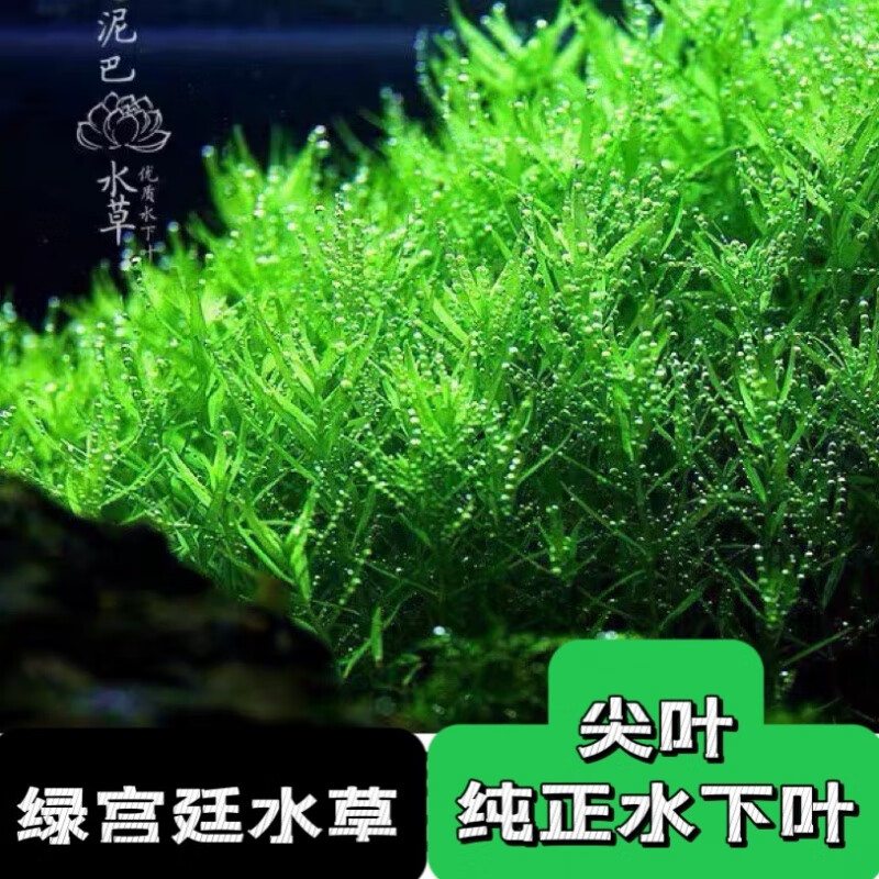 麦基乐自养水下叶系列  绿宫廷水草 鱼缸造景后景水草鱼缸造景水草 活体 精选绿宫廷水下叶10棵