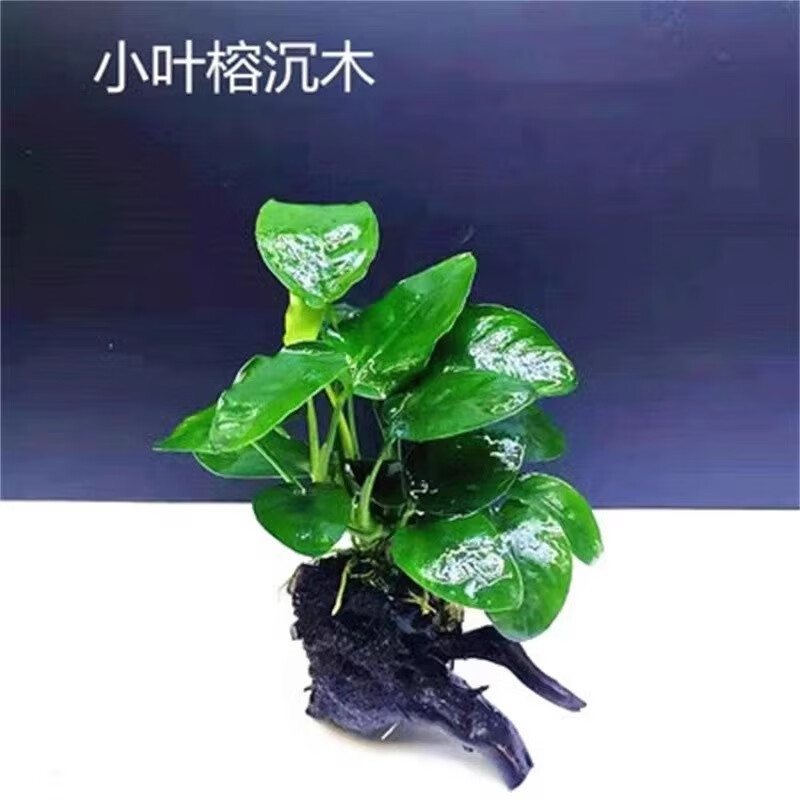                                                             临雅水榕水草植物鱼缸造景沉木带水草溶定植大水榕迷你幽灵辣椒榕阴性 单头沉木小水榕10cm左右