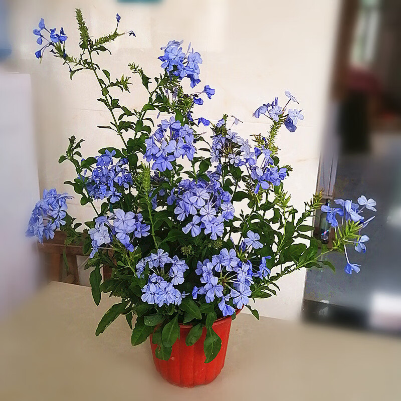 中梦蓝雪花盆栽大苗花期长多年生四季阳台开花植物爆盆好养阳台花卉 蓝雪花中盆3-4颗 不含盆