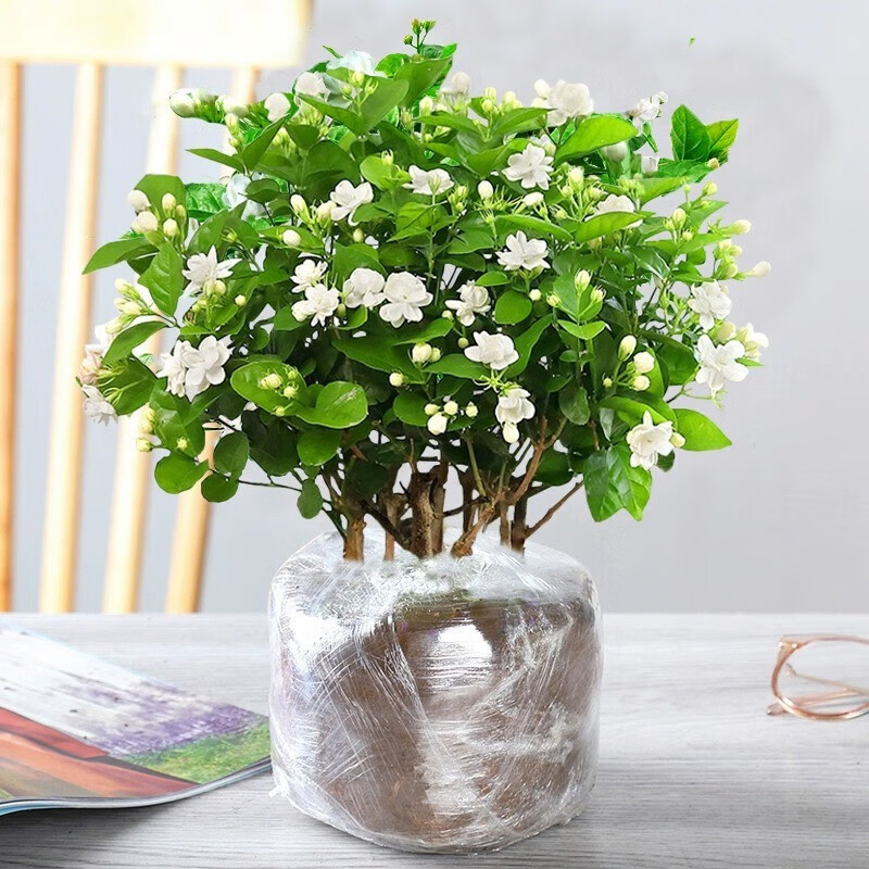 种花迷茉莉花苗盆栽带花苞花卉植物室内驱蚊栀子水培好养绿植九里香四季 带花茉莉6年苗5株无盆加肥料