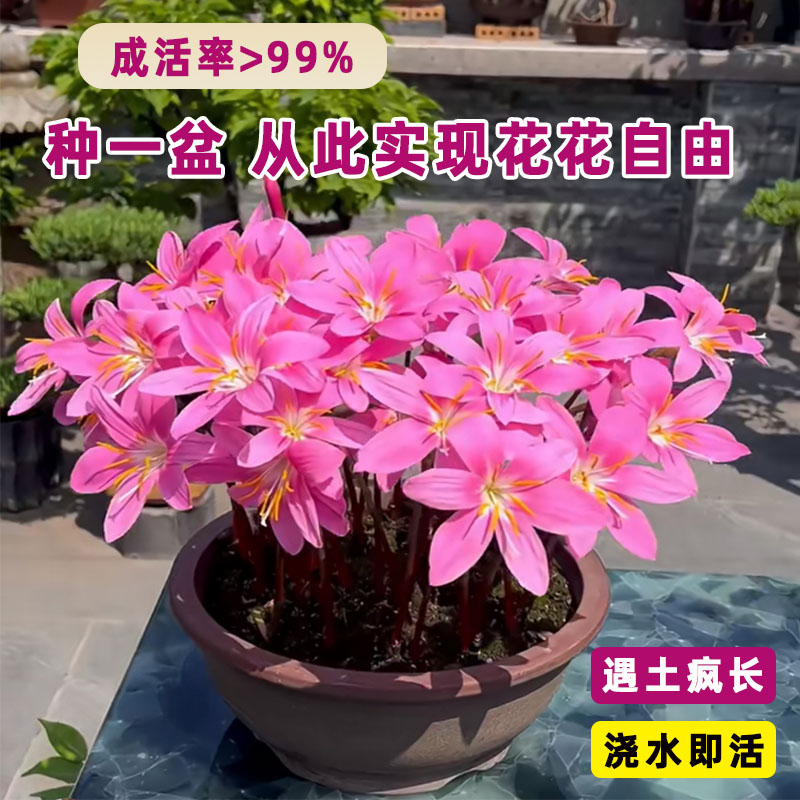 风雨兰多年生种球四季开花葱兰好养易活植物庭院阳台花卉耐寒耐热