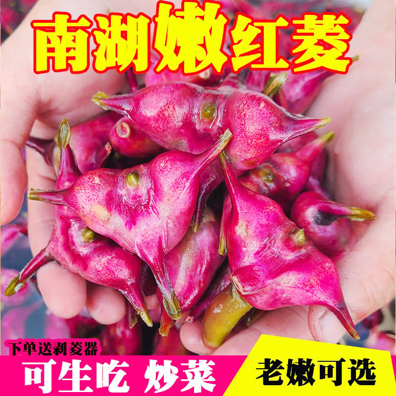 花芊茗【速运】浙江嘉兴特产南湖菱四角红菱角新鲜当季嫩菱角生吃 1000g 嫩菱角（只能生吃炒菜，不能水煮吃）