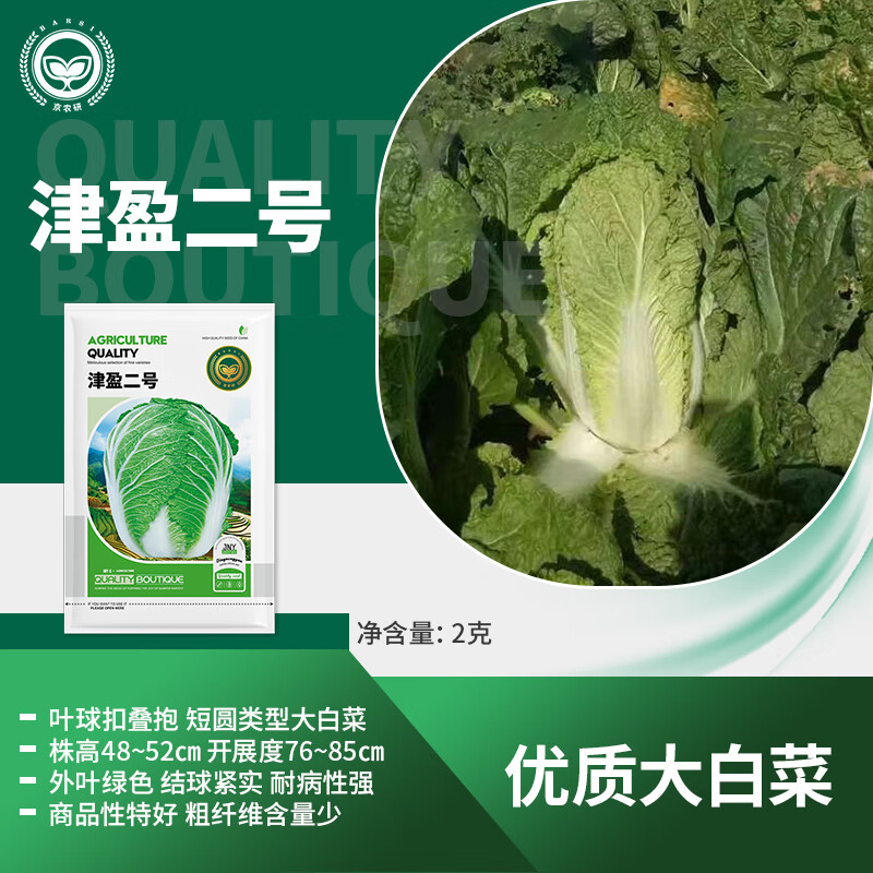 京农研农科院蔬菜种子大叶香菜四季小葱鸡毛菜红苋菜芝麻菜空心菜种籽孑 京农研津盈2号 2克