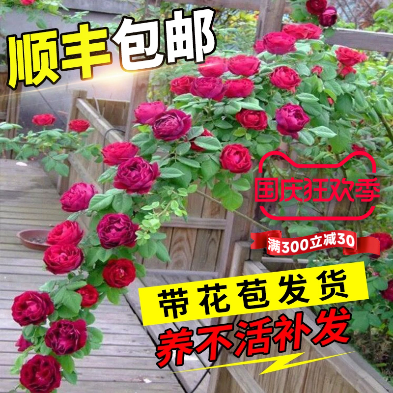 蔷薇花苗藤本月季特大花树庭院爬藤植物花卉盆栽阳台玫瑰四季开花