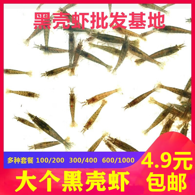 皓宠黑壳虾樱花极火除藻虾工具虾观赏米虾龙鱼鳄龟活体饲料观赏虾 黑壳虾30只送20只抵损耗