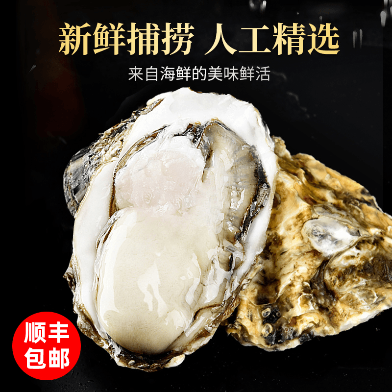 味优福现捕捞 乳山生蚝 4XL 鲜活牡蛎 新鲜海鲜 2.5斤 水产 海蛎子 鲜乳山生蚝 单个3-4 两