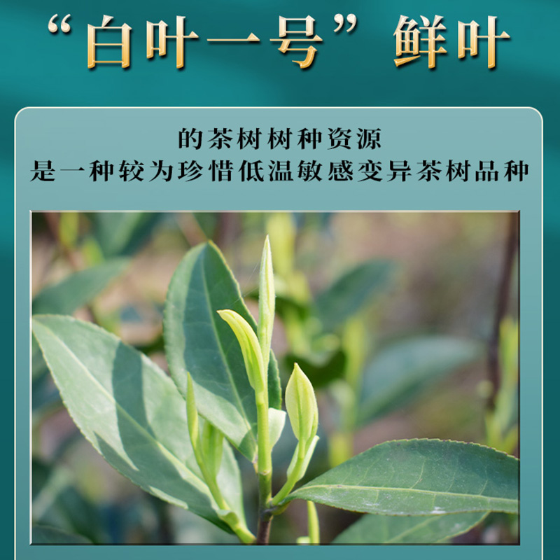 承艺茗茶特级安吉珍稀白茶茶叶礼盒新茶绿茶高档250g