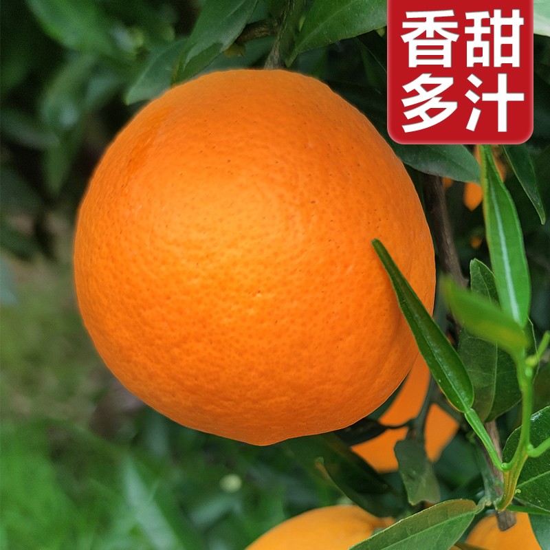 肴池正宗秭归九月红果冻橙脐橙【比爱媛有橙味】箱特级橙子新鲜水果